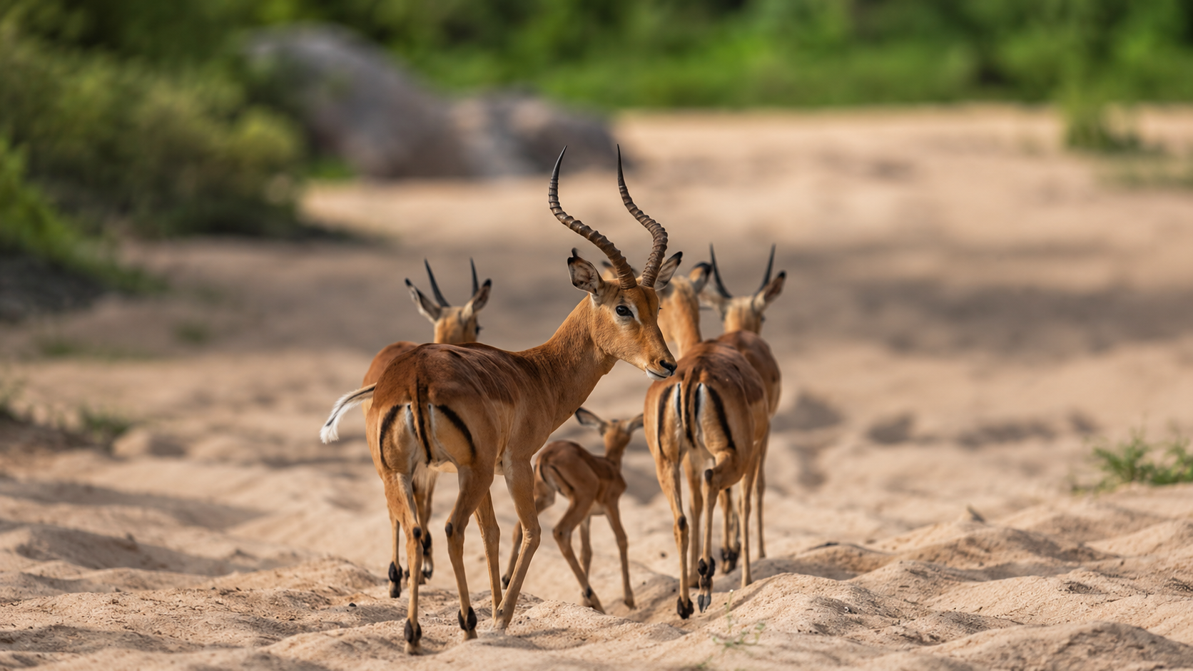 Antelope on sandy ground