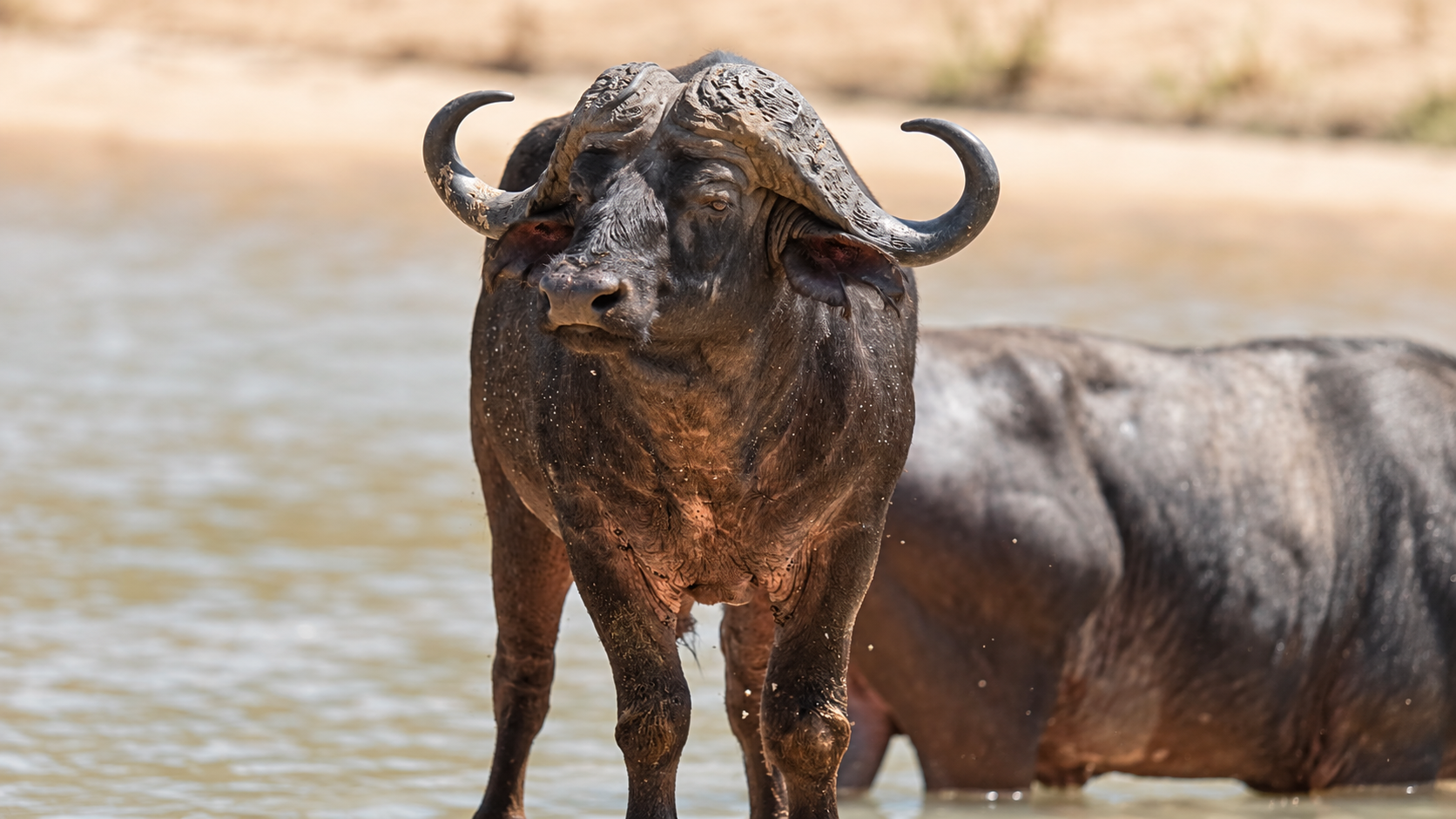 Buffalo at the water