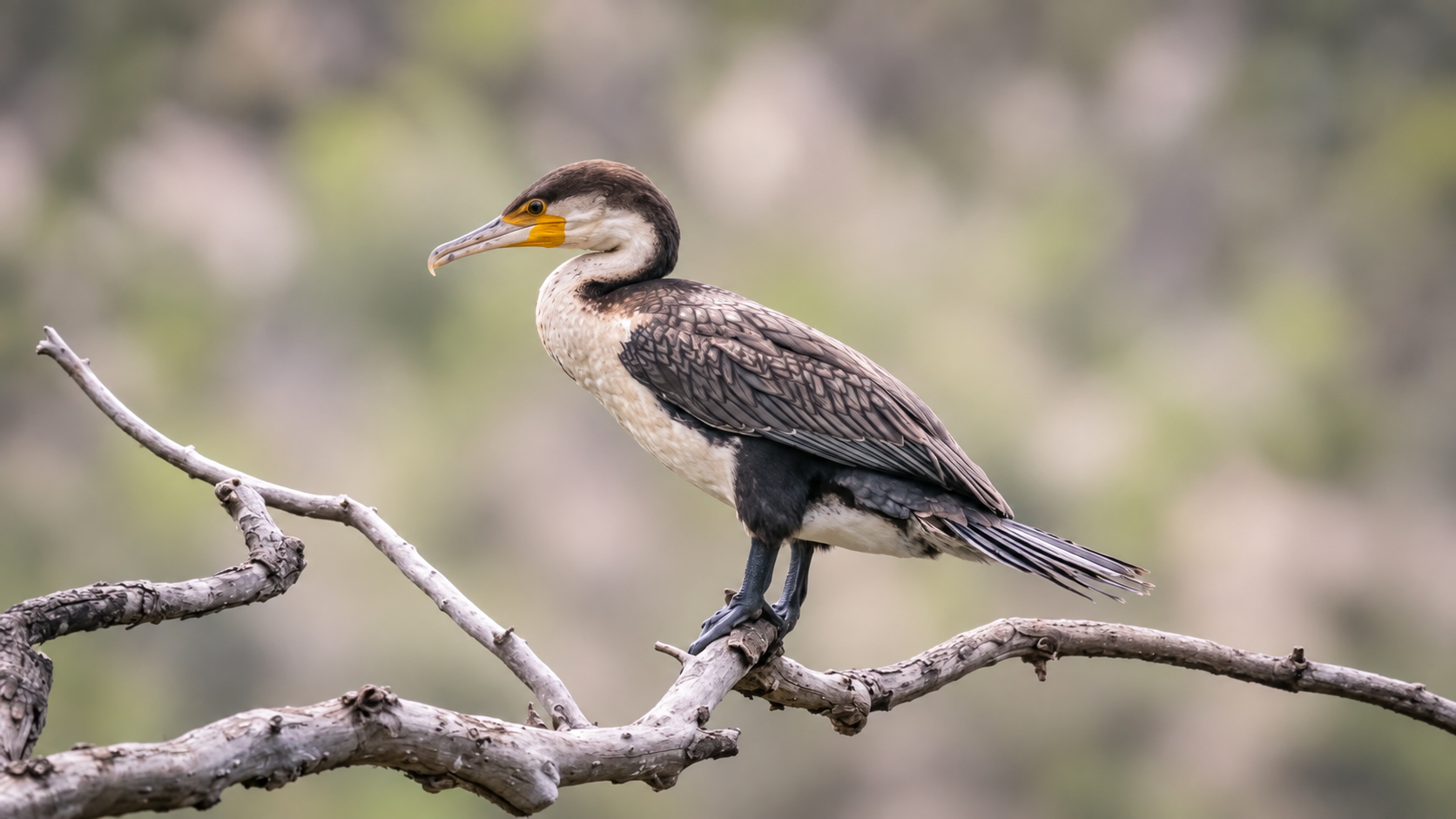 Cormorant on a branch