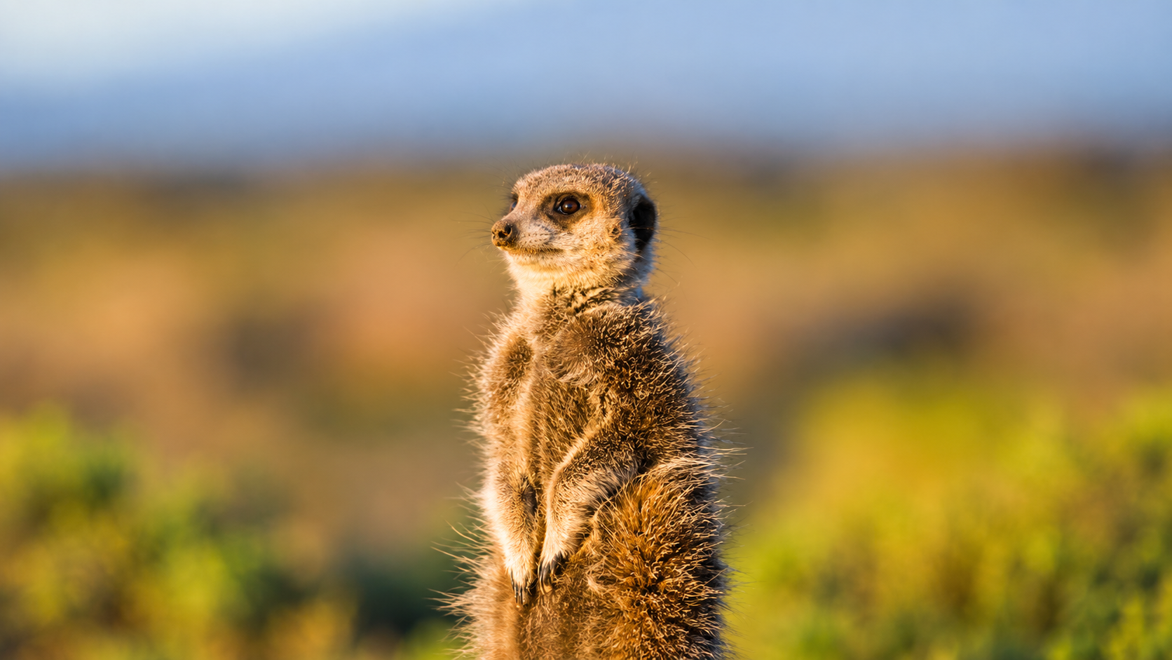 Meerkat in warm light