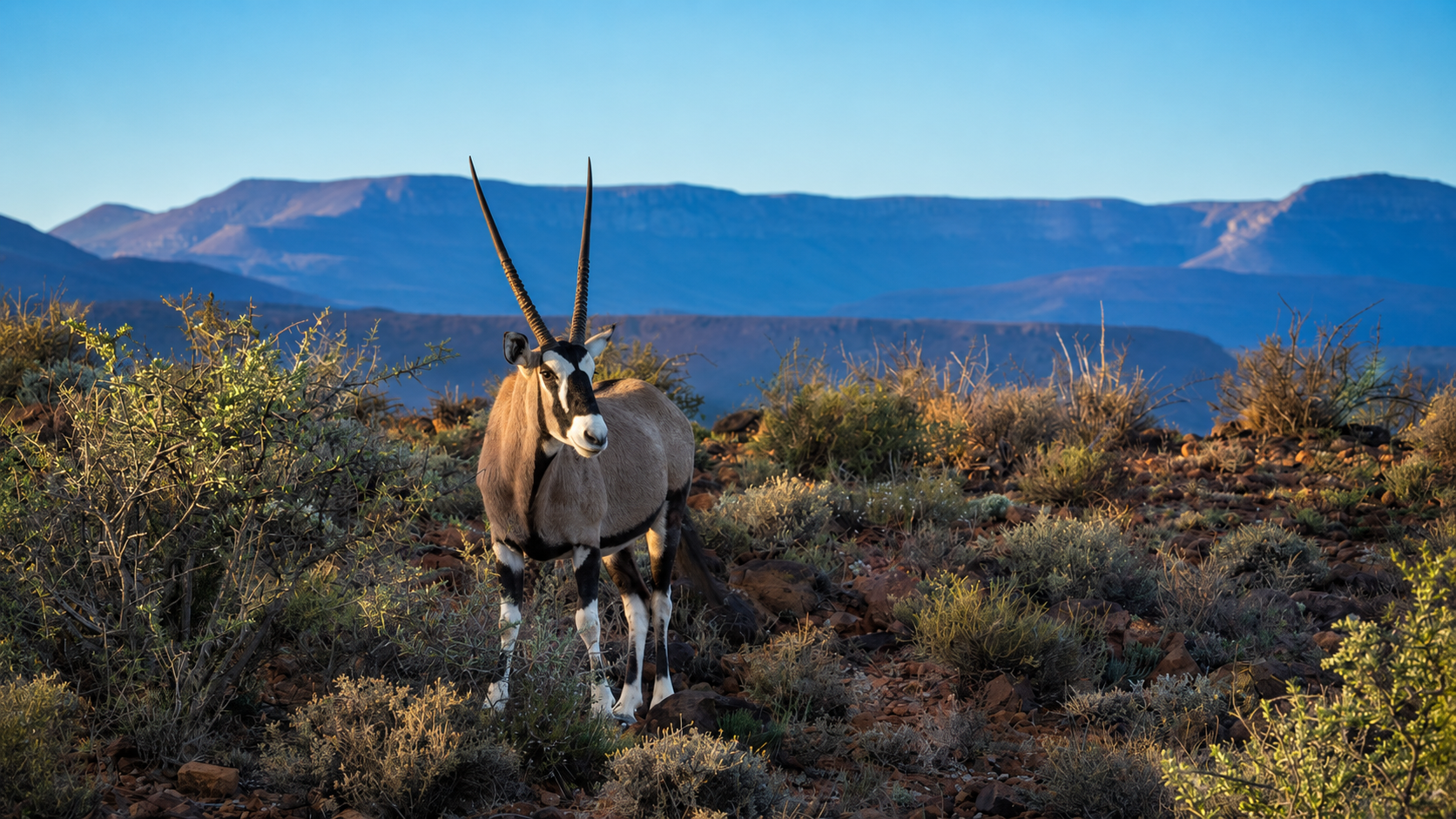 Oryx antelope in South Africa