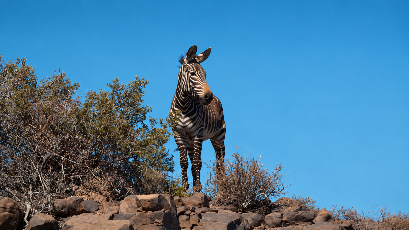 Zebra in the bush
