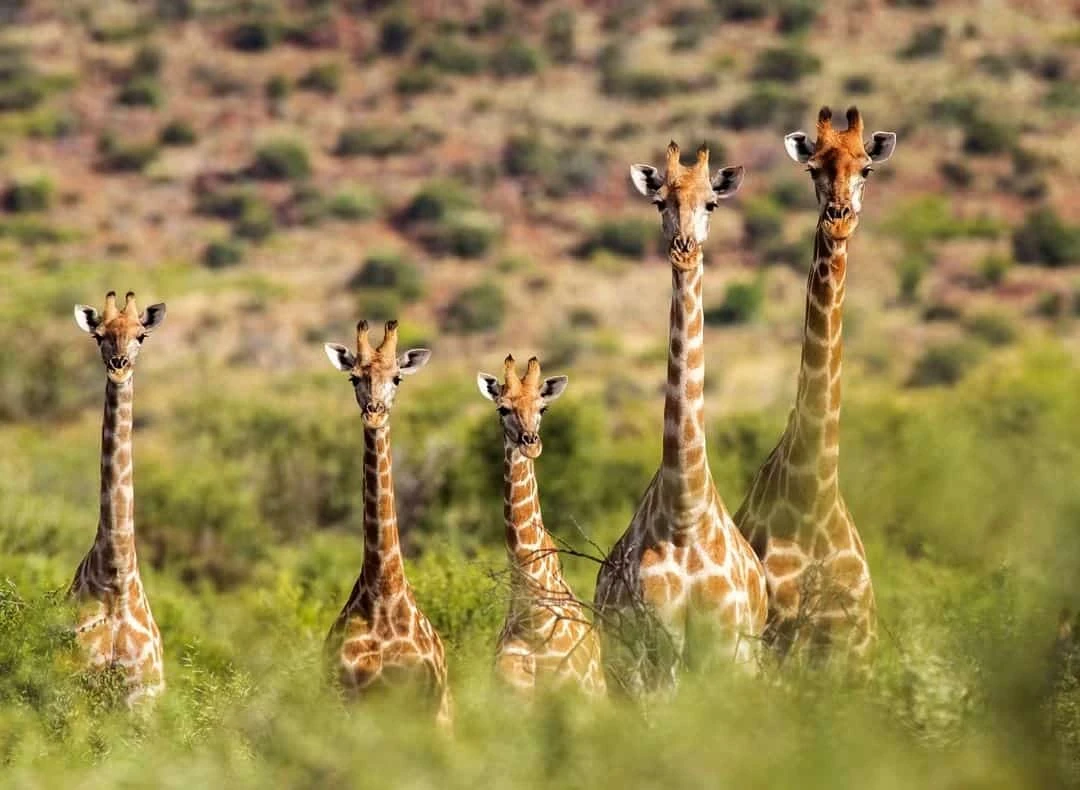 Giraffes among the bushes of the Klein Karoo