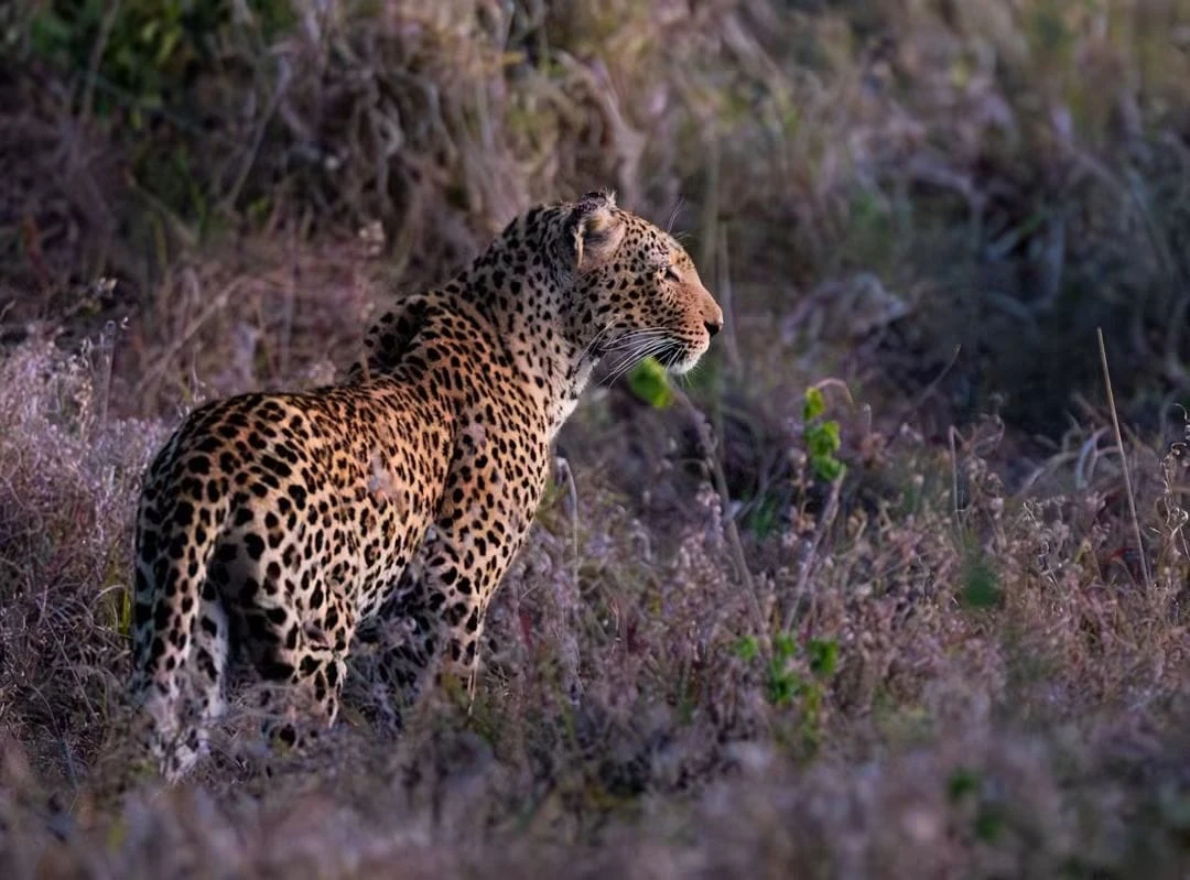 Leopard in the South African bush