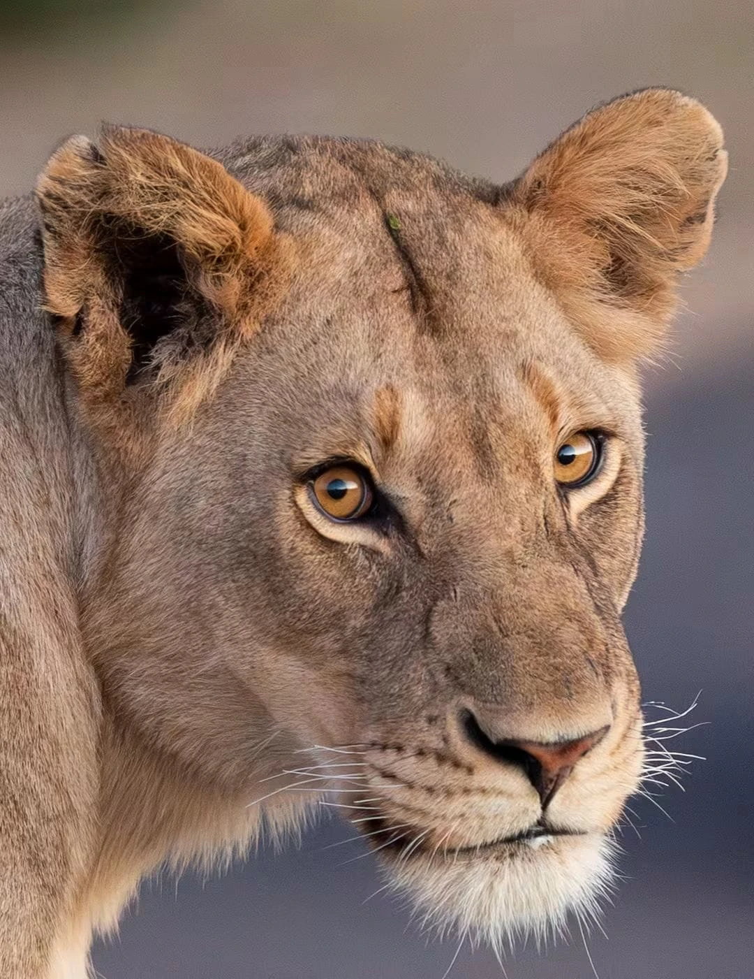 Portrait of a lioness