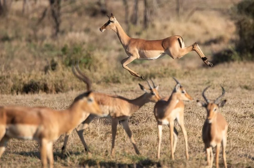 Springbok in the open landscape
